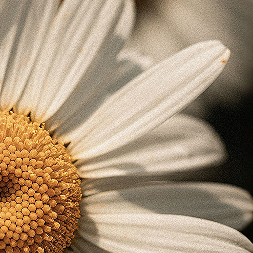 LUNARIA Manuka Honey Chamomile Body Balm